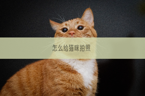 怎么给猫咪拍照 