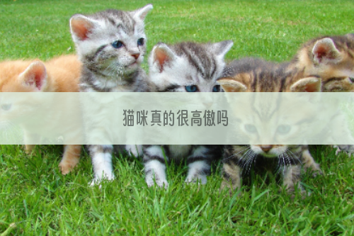 猫咪真的很高傲吗