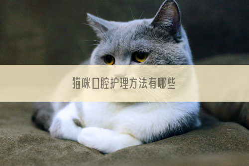 猫咪口腔护理方法有哪些