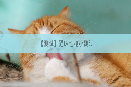 【测试】猫咪性格小测试