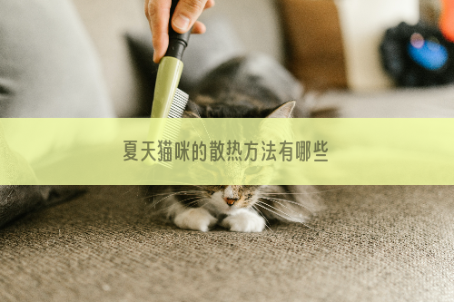 夏天猫咪的散热方法有哪些