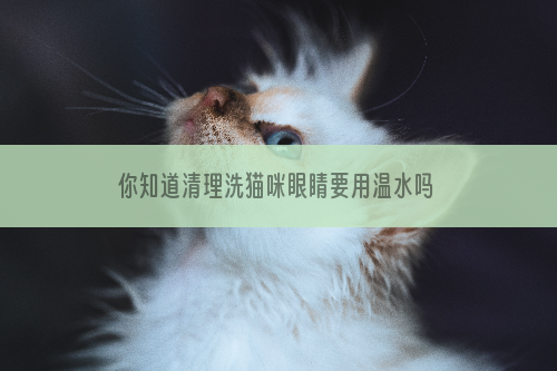 你知道清理洗猫咪眼睛要用温水吗