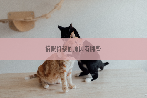 猫咪打架的原因有哪些