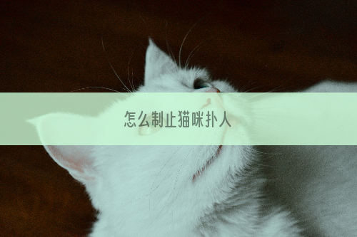 怎么制止猫咪扑人