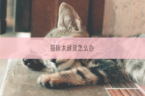 猫咪太顽皮怎么办