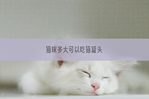 猫咪多大可以吃猫罐头