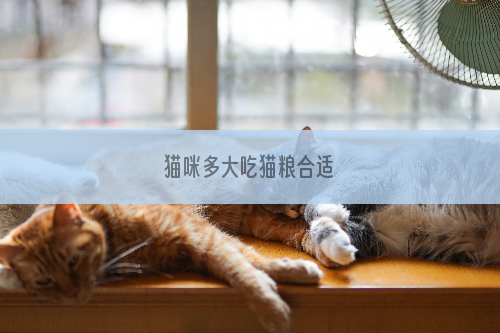 猫咪多大吃猫粮合适