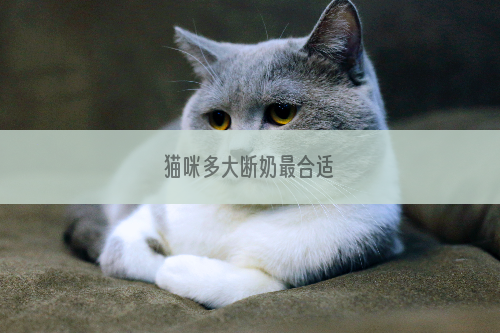 猫咪多大断奶最合适