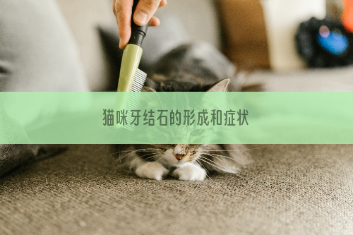 猫咪牙结石的形成和症状