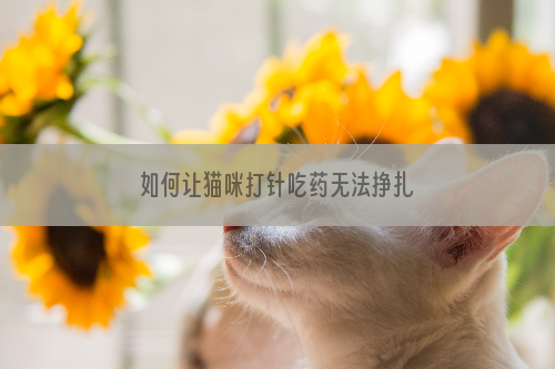 如何让猫咪打针吃药无法挣扎