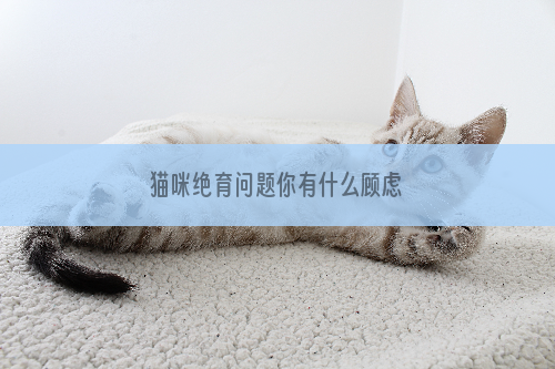 猫咪绝育问题你有什么顾虑