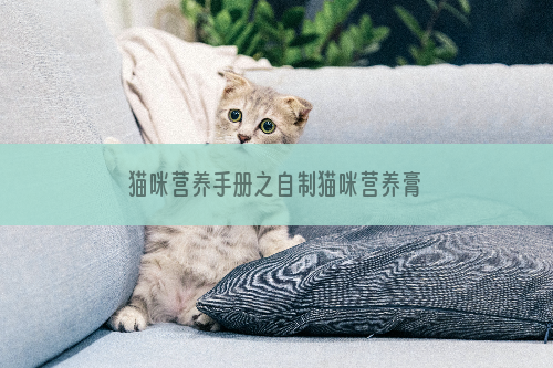 猫咪营养手册之自制猫咪营养膏