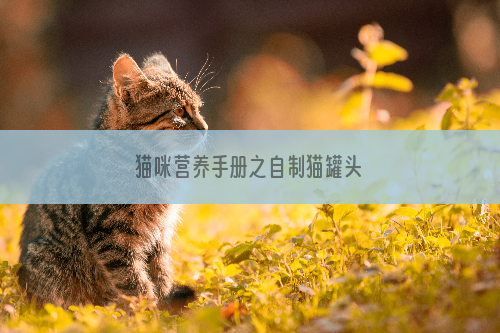 猫咪营养手册之自制猫罐头