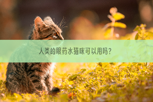 人类的眼药水猫咪可以用吗？