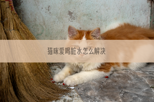 猫咪爱喝脏水怎么解决