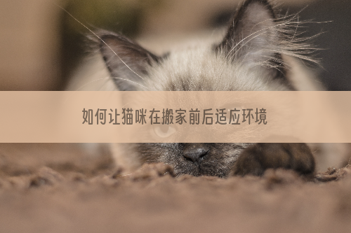 如何让猫咪在搬家前后适应环境