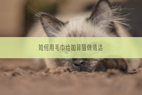 如何用毛巾给加菲猫做清洁