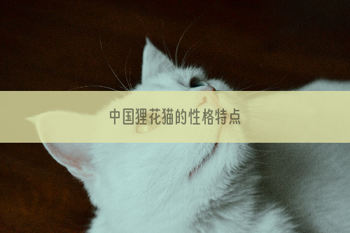 中国狸花猫的性格特点