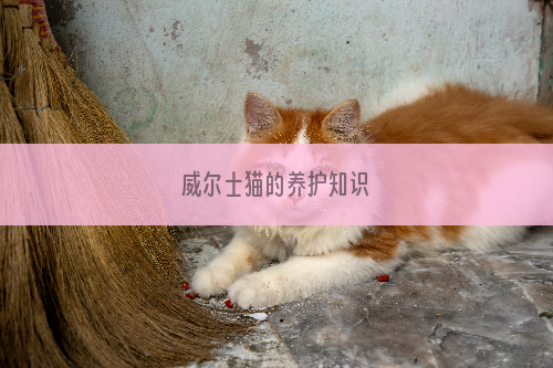 威尔士猫的养护知识