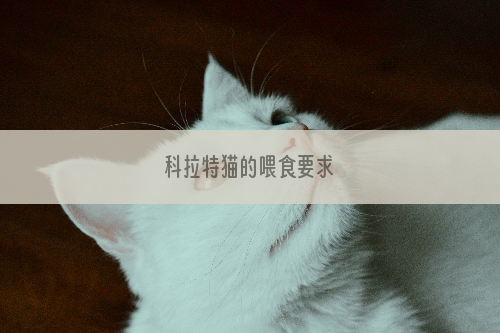 科拉特猫的喂食要求