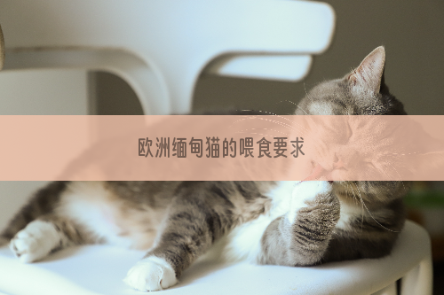 欧洲缅甸猫的喂食要求