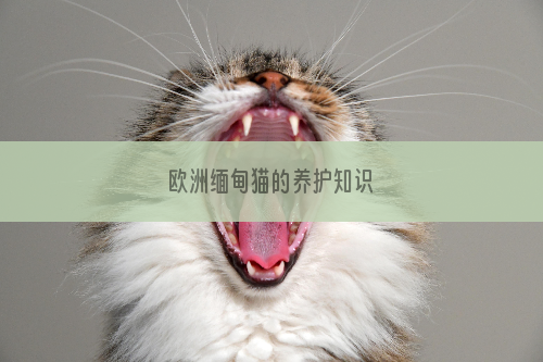 欧洲缅甸猫的养护知识