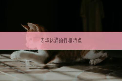 内华达猫的性格特点