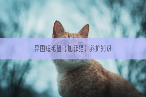 异国短毛猫（加菲猫）养护知识