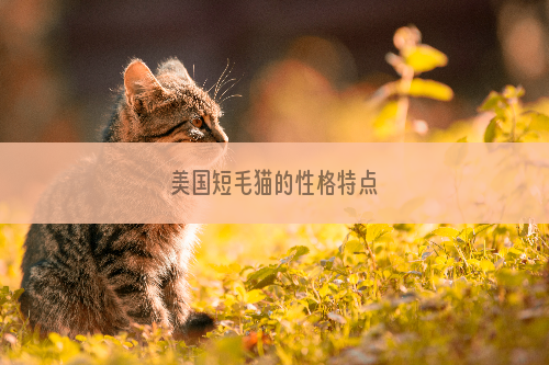 美国短毛猫的性格特点