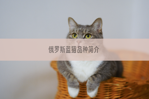 俄罗斯蓝猫品种简介