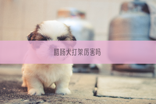 腊肠犬打架厉害吗