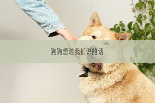 狗狗想对我们说的话