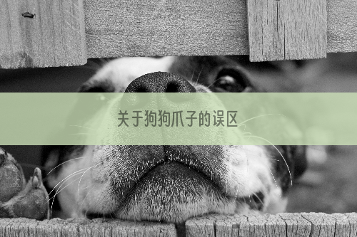 关于狗狗爪子的误区