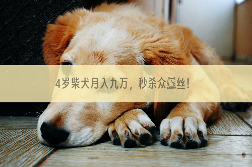 4岁柴犬月入九万，秒杀众屌丝！