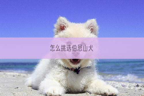 怎么挑选伯恩山犬