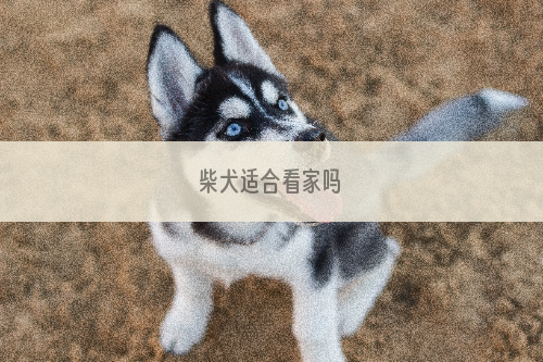 柴犬适合看家吗