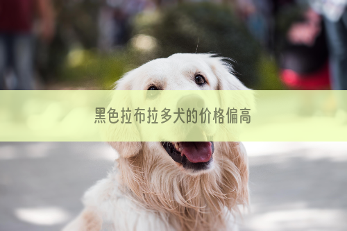 黑色拉布拉多犬的价格偏高