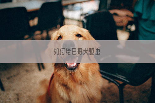 如何给巴哥犬驱虫