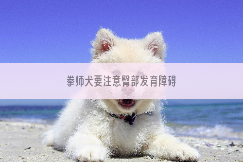 拳师犬要注意臀部发育障碍