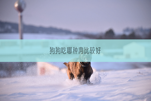 狗狗吃哪种肉比较好
