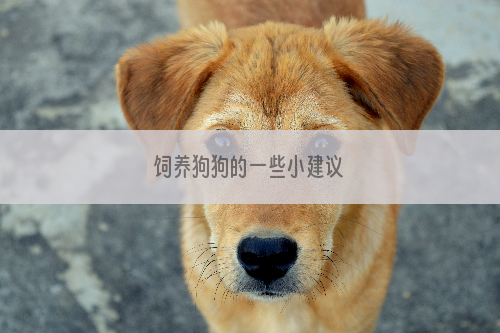饲养狗狗的一些小建议