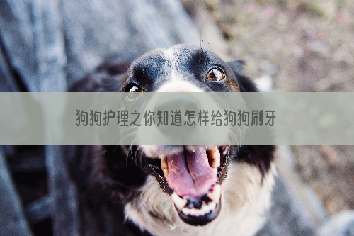狗狗护理之你知道怎样给狗狗刷牙吗