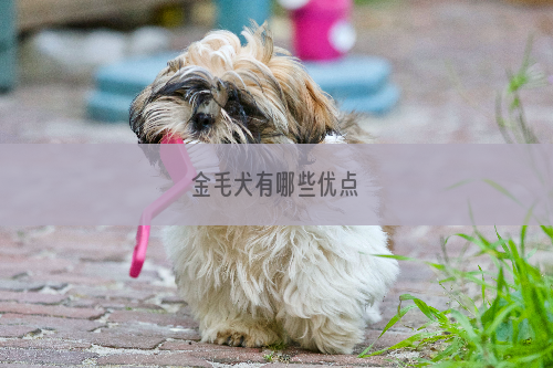 金毛犬有哪些优点