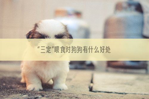 “三定”喂食对狗狗有什么好处