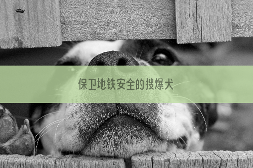 保卫地铁安全的搜爆犬