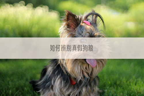 如何辨别真假狗粮