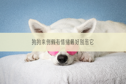 狗狗来例假有情绪最好别惹它