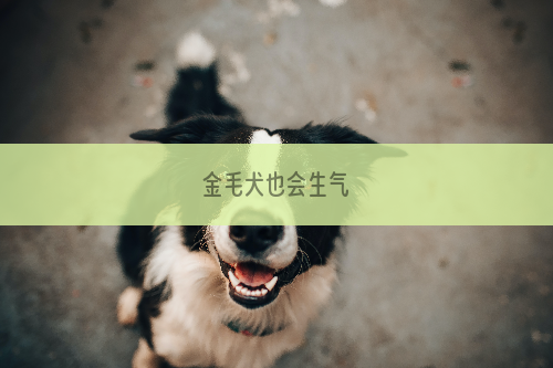 金毛犬也会生气