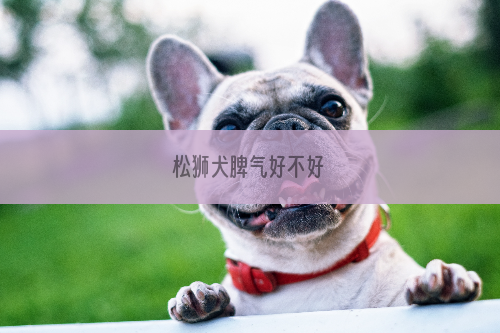 松狮犬脾气好不好