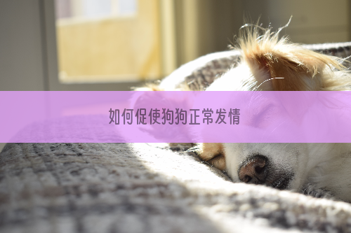 如何促使狗狗正常发情